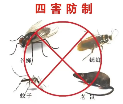 “四害”危害不可輕視！快來(lái)學(xué)習(xí)消滅“四害”